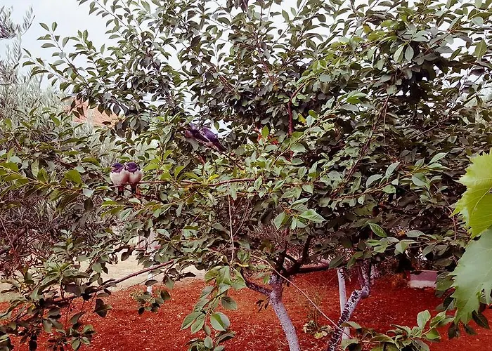 Elena Διαμέρισμα Ugljan